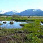 Wigeon Ponds is one of the areas adjacent to the Mendenhall Wetlands State Game Refuge purchased by the Southeast Alaska Land Trust, which is producing an updated digital map of the entire wetlands area. (U.S. Fish and Wildlife Service photo)