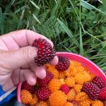 Picking salmonberries in Wrangell. (Photo by Vivian Faith Prescott)