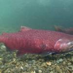 A Chinook salmon is seen in an undated photo. (Photo by Ryan Hagerty/USFWS)