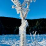 Photo by Denise Carroll
Hoarfrost on winter cow parsnip on Jan. 6.