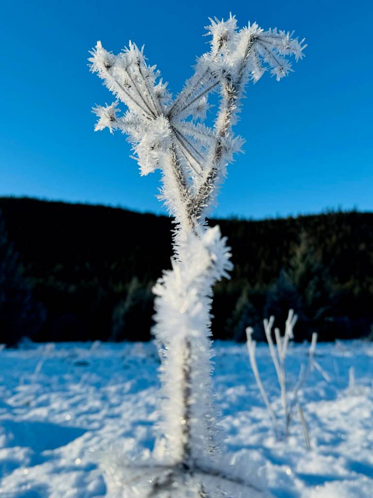 Photo by Denise Carroll
Hoarfrost on winter cow parsnip on Jan. 6.