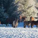 Echo Ranch horses gaze across Cowee Creek as hikers pass by on Jan. 6. (Photo by Denise Carroll)