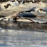 River ice, open water and an icebound riverbank on Jan. 6. (Photo by Denise Carroll)