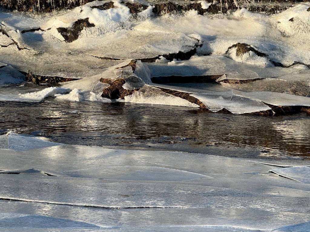 River ice, open water and an icebound riverbank on Jan. 6. (Photo by Denise Carroll)