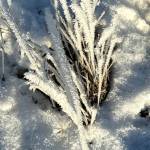 Photo by Denise Carroll
Meadow grass covered in rime waiting for spring on Jan. 6.