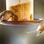 Courtesy Photo / Kenneth Gill, gillfoto
Common Redpoll and Chestnut-backed Chickadee perched on a bird feeder on Jan. 10.