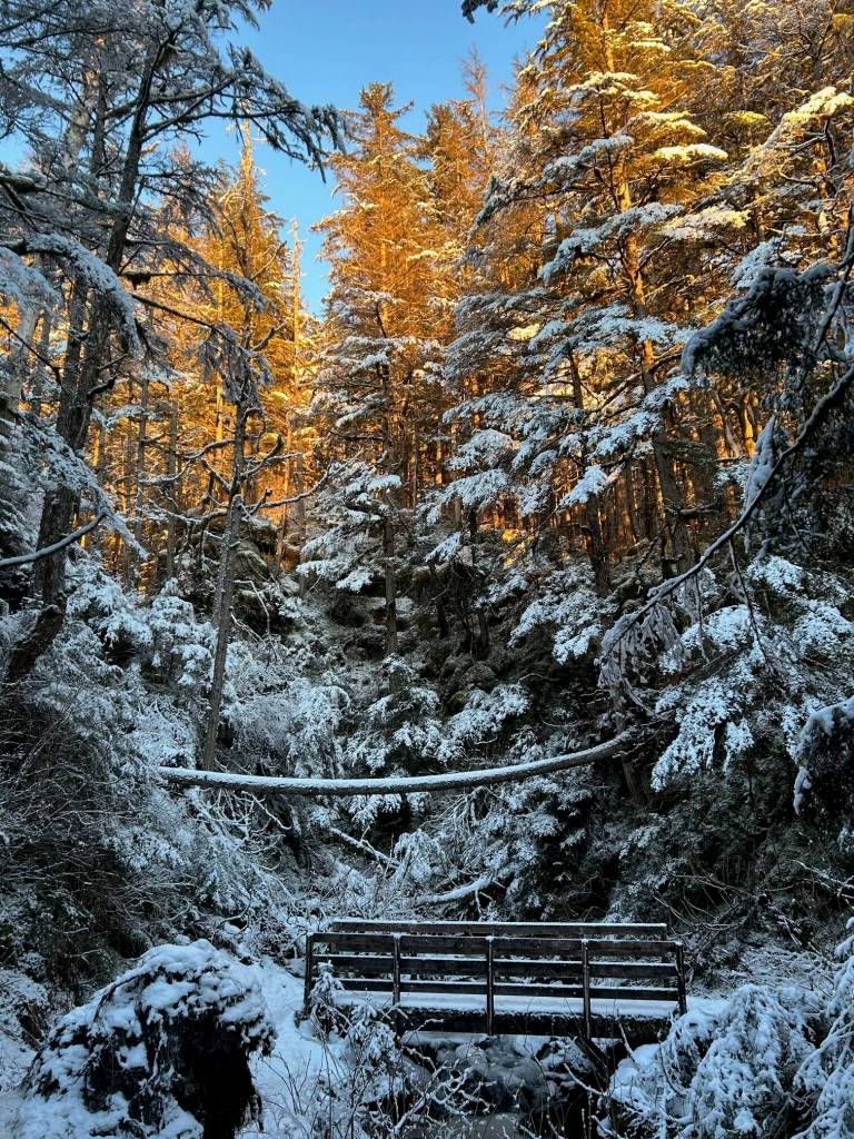 Photo by Deborah Rudis
Golden light along the John Muir Cabin Trail on Jan. 12.