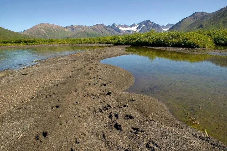 Hoof prints and paw prints, left, dot the sand in Togiak Nation Wildlife Refuge. (Photo by Steve Hillebrand/U.S. Fish and Wildlife Service)