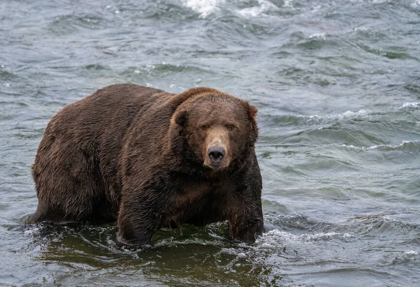 A bear hunts for salmon in Katmai National Park. (National Park Service photo)