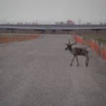 A caribou from the Central Arctic herd crosses a road within the Kuparuk oil field on the North Slope of Alaska in the summer of 2019, during the mosquito harassment period. (Photo by John Severson/U.S. Geological Survey)