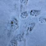 Otter tracks at the edge of a creek show five toe pads, unlike those of a dog, which has four toe pads. (Photo by Mary F. Willson)