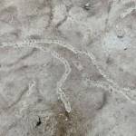 Tracks from a hermit crab that wandered over the sands at Eagle Beach. (Photo by Mary F. Willson)