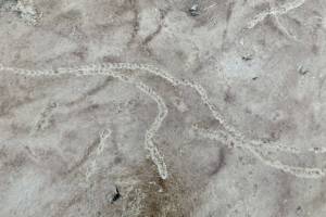 Tracks from a hermit crab that wandered over the sands at Eagle Beach. (Photo by Mary F. Willson)