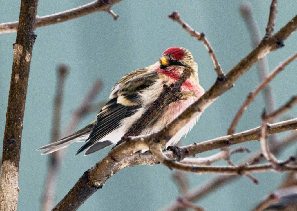 After the storm a Common Redpoll perched on Lilac bush on Jan. 25. (Courtesy Photo / Kenneth Gill, gillfoto)