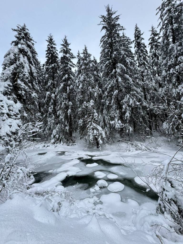 Round patches that definitely arent stepping stones are seen along the Montana Creek Trail on Jan. 21. (Photo by Deana Barajas)