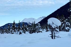 A tiny tree bears a great weight along the Montana Creek Trail on Jan. 21. (Photo by Deana Barajas)