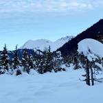 A tiny tree bears a great weight along the Montana Creek Trail on Jan. 21. (Photo by Deana Barajas)