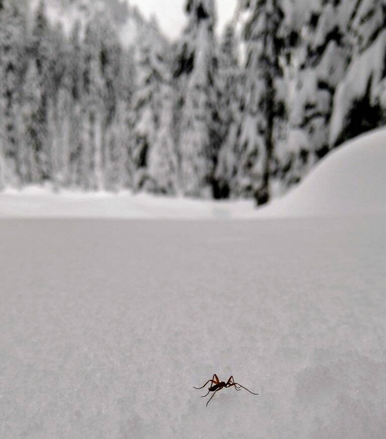 A snow fly wanders on fresh snowfall near the Mt. Baker region in Washington state. (University of Washington photo)