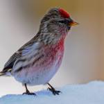 Redpolls have come to Juneau in large numbers this year. (Photo by Mark Schwan)