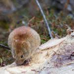 A northern red-backed vole is seen in this undated photo. Small mammals, especially northern red-backed voles, have been found to be infected with Alaskapox, a disease that was not identified until 2015. State health officials on Friday reported that a man died from the infection in January in the first known fatality associated with the viral disease. (Photo by Jim Dau/provided by Alaska Department of Fish and Game)