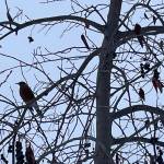 An American robin perches in a chokecherry tree on the UAF campus on Feb. 13, 2024. (Photo by Ned Rozell)