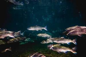 An underwater image captured in 2016 shows sockeye salmon swimming up the Brooks River in Alaskas Katmai National Park to spawn. The U.S. Department of Agriculture is buying about 50 million pounds of Alaska fish  pollock, pink salmon and sockeye salmon  to use in its food and nutrition-assistance programs. (Photo provided by the National Park Service)