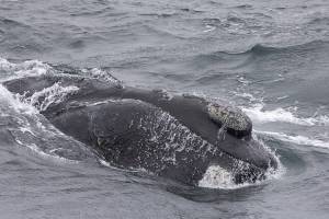 A previously unidentified Eastern North Pacific right whale surfaces in the waters of the Gulf of Alaska in September 2023. The discovery of this whale was hailed by scientists studying the critically endangered population. Members of the public are being asked to choose a name for the animal through an online contest that will use bracketed competition. (Photo by Bernardo Alps/NOAA Fisheries, International Whaling Commission and WildSea Inc.)