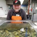 Mauka Grunenberg looks at live oysters for sale on Aug. 29, 2022, at Sagaya City Market in Anchorage. The oysters came from a farm in Juneau. Oysters, blue mussels and sugar, bull and ribbon kelp are the main products of an Alaska mariculture industry that has expanded greatly in recent years. (Photo by Yereth Rosen/Alaska Beacon)