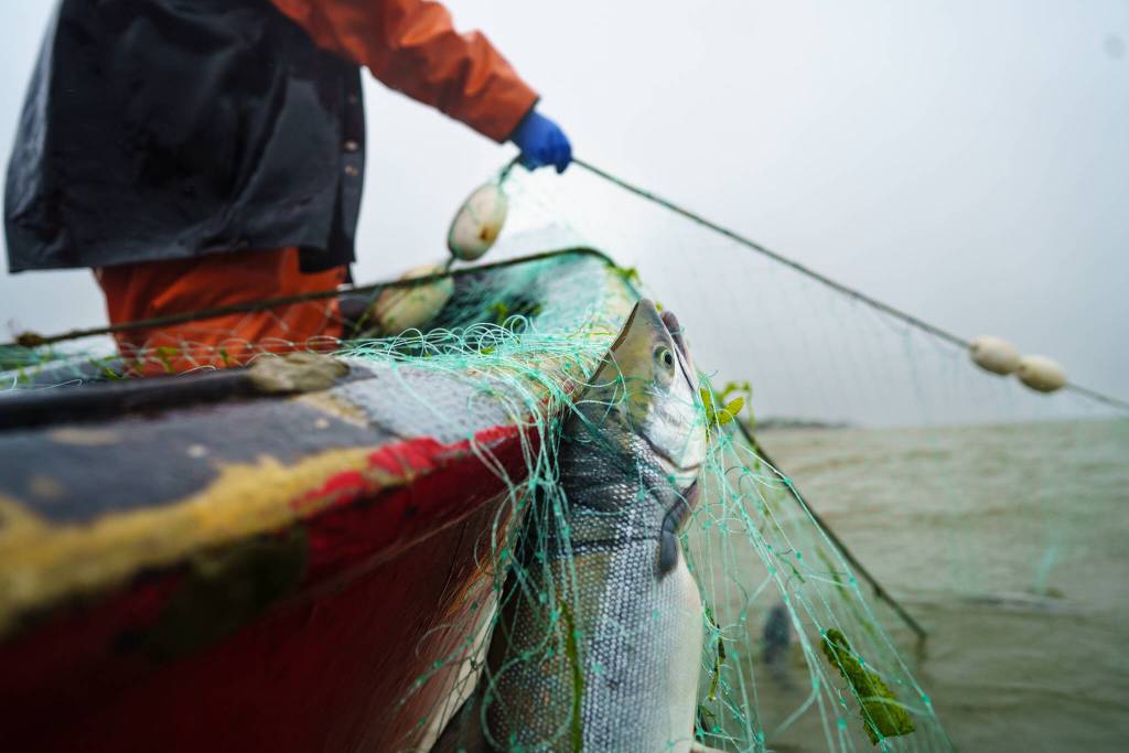 The Sustainable Southeast Partnership is working with Central Council of the Tlingit and Haida Indian Tribes of Alaska (Tlingit & Haida) and other regional partners to host a Fisheries Catalyst to support the health of local fisheries. (Photo by Bethany Goodrich)