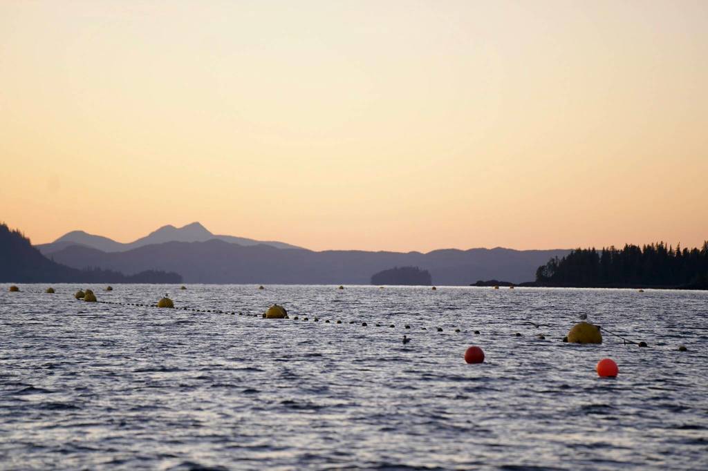 The sun sets over Sea Grove Kelp Co.s farm on the waters of Prince of Wales Island. The new mariculture culture catalyst with the Sustainable Southeast Partnership will serve as a liaison between this growing industry and rural and Indigenous communities to ensure resources are being distributed equitably, and that information is accessible all along the way to those who are interested in supporting, or cautious of, mariculture. (Photo by Shaelene Grace Moler)