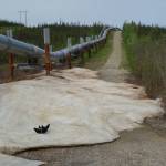 Cora the dog enjoys a patch of aufeis that formed over the winter near the trans-Alaska pipeline and had lasted well into June. (Photo by Ned Rozell)
