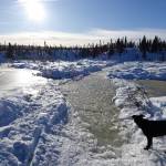 Cora the dog seems to contemplate a winter trail filled with cold water during a recent trip to the White Mountains National Recreation Area north of Fairbanks. (Photo by Ned Rozell)