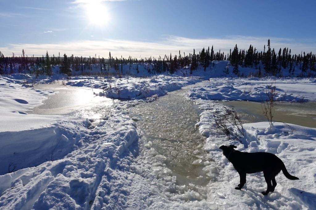Cora the dog seems to contemplate a winter trail filled with cold water during a recent trip to the White Mountains National Recreation Area north of Fairbanks. (Photo by Ned Rozell)
