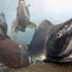 Pink salmon are seen in an undated photo. (NOAA Fisheries photo)