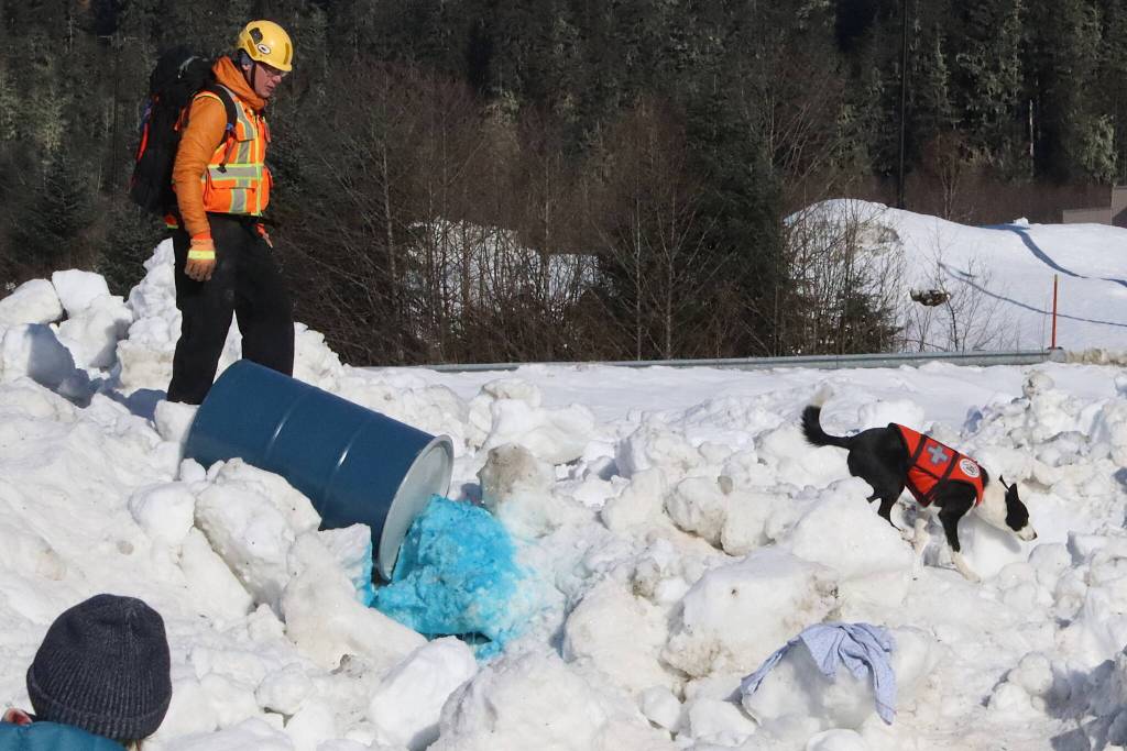 A search dog bypasses a simulated chemical spill during an avalanche rescue exercise on Saturday. (Mark Sabbatini / Juneau Empire)
