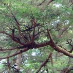 An infection of dwarf mistletoe has caused the deformation of tree branches, making what is called a witchs broom. (Photo by Bob Armstrong)