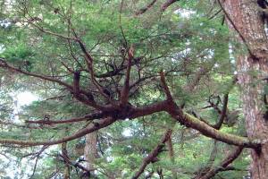An infection of dwarf mistletoe has caused the deformation of tree branches, making what is called a witchs broom. (Photo by Bob Armstrong)