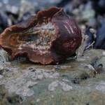 The underside of a giant chiton shows the muscular foot, with the mouth at one end; the colorful mantle is curled around the body. (Photo by Helen Unruh)