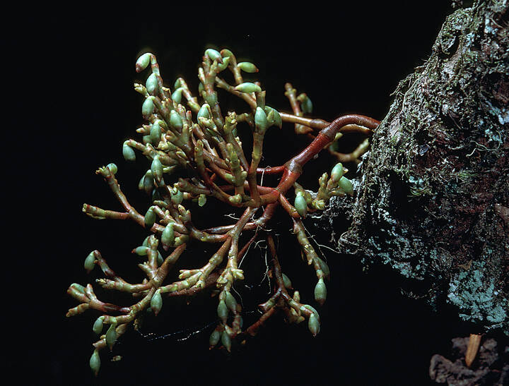 A female dwarf mistletoe bears ripening fruit that will eject sticky seeds. (Photo by Bob Armstrong)
