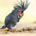 A palm cockatoo, which among males is known for its loud drumming behavior. (JJ Harrison/CC BY-SA 3.0)