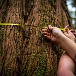 The Tongass Forest Plan designates areas for a variety of economic, ecological, and cultural uses, such as the uses of red and yellow cedar. Red and yellow cedar is a highly valued commercial species and a crucial resource for Alaska Native cultural heritage and artwork. (Bethany Goodrich / Sustainable Southeast Partnership)