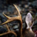 The Forest Plan offers a high level view of what types of activities should take place and where on the Tongass, including what areas can be managed to prioritize deer habitat. (Bethany Goodrich / Sustainable Southeast Partnership)