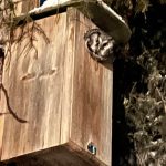 A boreal owl peers out from a nest box north of the University of Alaska Fairbanks in March 2024. (Photo by Kristen Rozell)