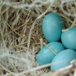 A clutch of robin eggs shows some variation in intensity of the blue color. (Photo by Gwen Baluss)