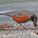 A robin feeds on insects along the shore of Mendenhall Lake. (Photo by Bob Armstrong)