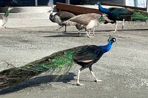 Peacocks and peahens wander the grounds at Pederson Hill Farm. (Laurie Craig / For the Juneau Empire)
