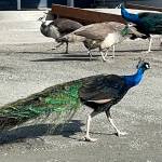 Peacocks and peahens wander the grounds at Pederson Hill Farm. (Laurie Craig / For the Juneau Empire)