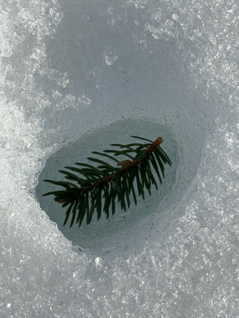 Debris speeds up the melting of snow along the Point Bridget Trail on March 24. (Photo by Deana Barajas)