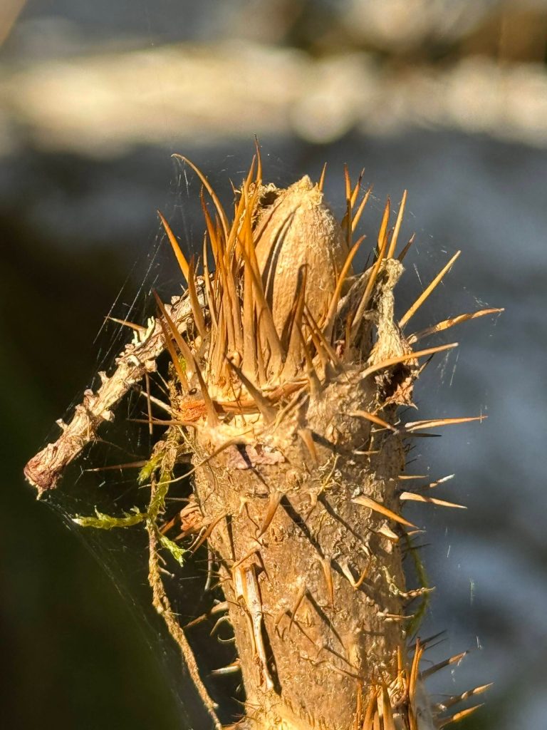 Devils club emerging along the Point Bridget Trail on March 24. (Photo by Deana Barajas)