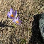 Twin crocuses push triumphantly through dead winter grass along Glacier Highway on March 21. (Photo by Denise Carroll)
